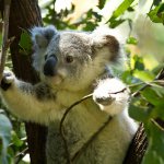 Koalas mueren en Australia