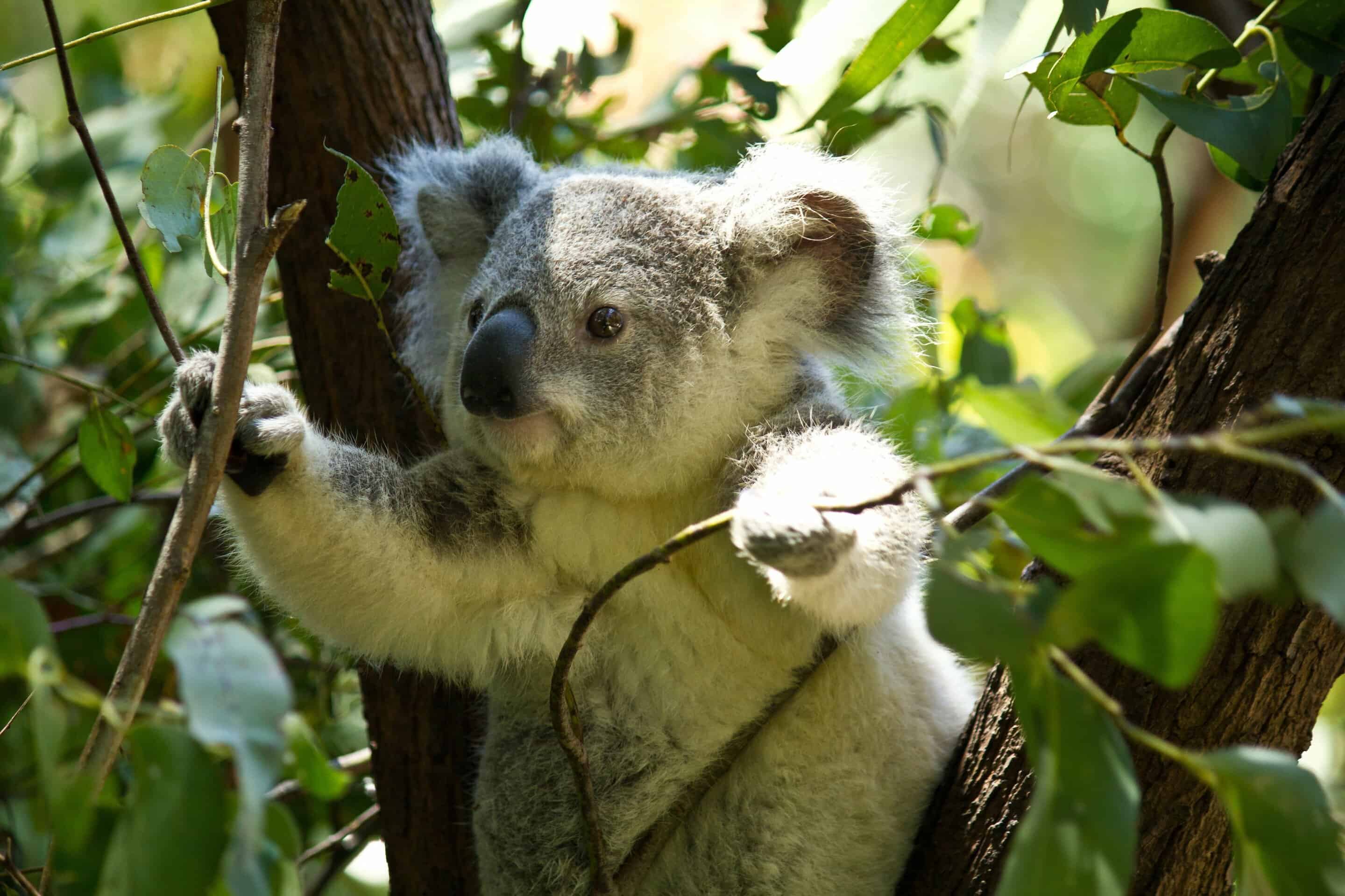 Koalas mueren en Australia